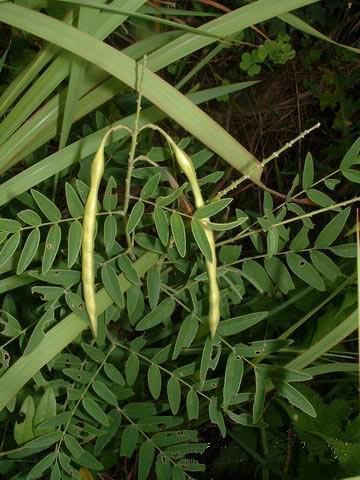 《本草纲目》草部(11)